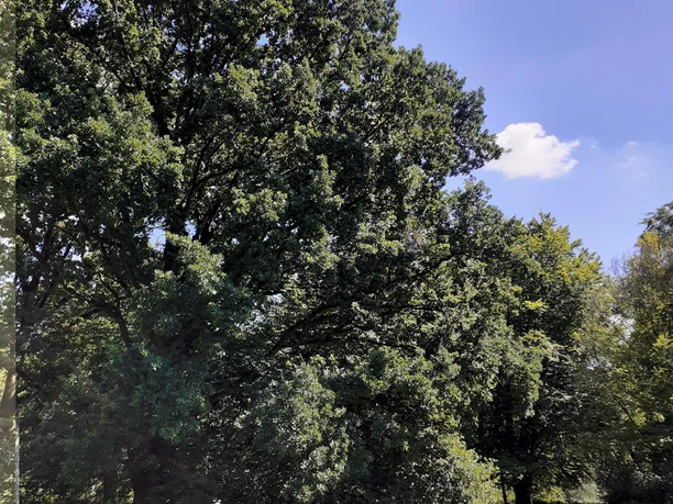 Eine ruhige Parklandschaft mit einer Bank auf grünem Rasen. Im Hintergrund stehen große Bäume unter einem blauen Himmel.