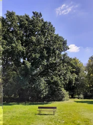 Parkbank auf sonniger Wiese vor hohen Bäumen und blauem Himmel