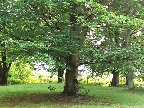 Ein großer Baum steht in einer grünen Wiese. Im Hintergrund sind weitere Bäume zu sehen.