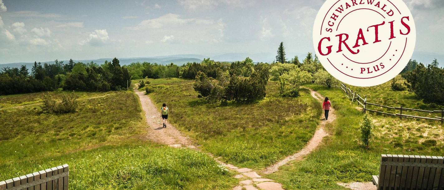 Aussicht vom Schliffkopfgipfel