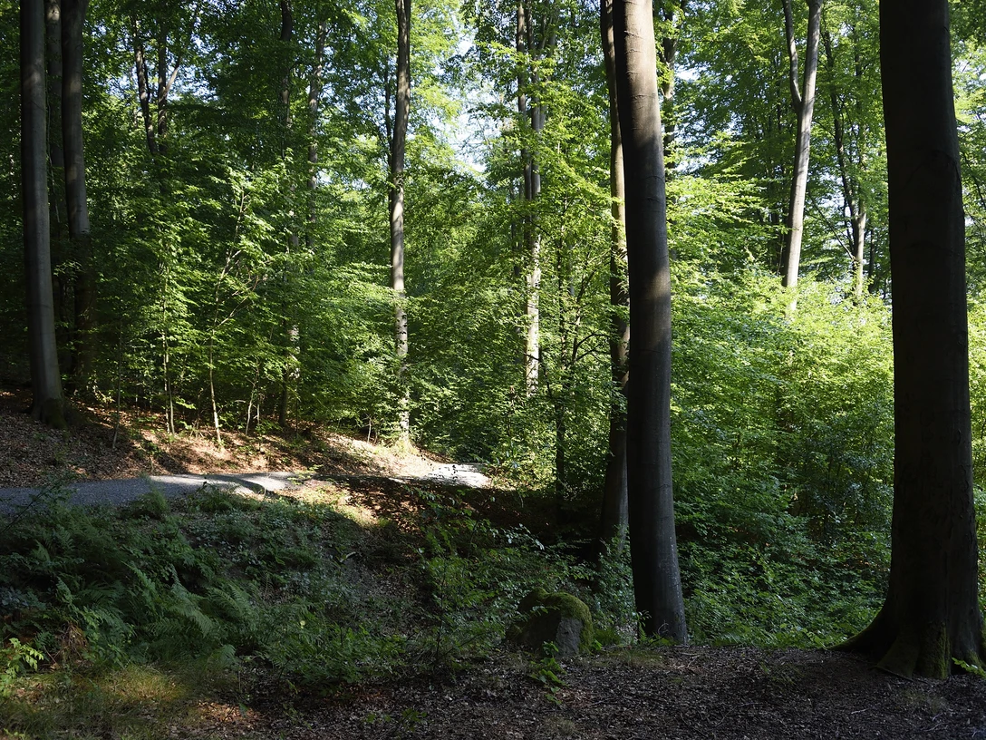 2026_04 + 08 Waldbaden 01 Stadt Rehburg-Loccum (002).JPG