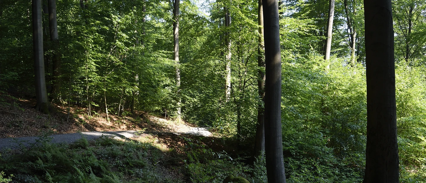 2026_04 + 08 Waldbaden 01 Stadt Rehburg-Loccum (002).JPG