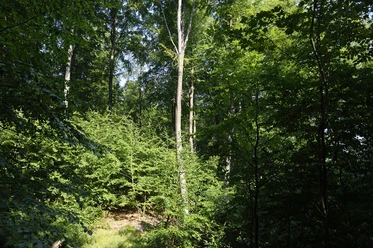 2026_06 + 09 Waldbaden 03 -Stadt Rehburg-Loccum (002).JPG