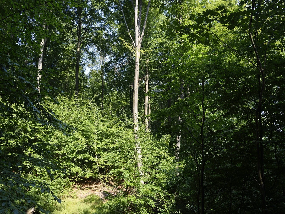 2026_06 + 09 Waldbaden 03 -Stadt Rehburg-Loccum (002).JPG