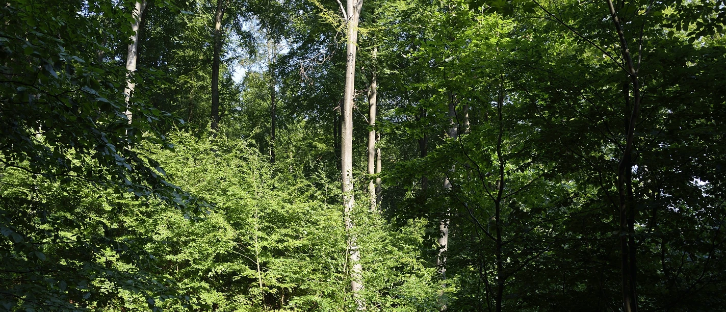 2026_06 + 09 Waldbaden 03 -Stadt Rehburg-Loccum (002).JPG