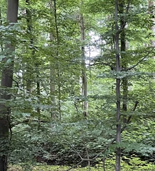 VHS Waldzeit.png Wald