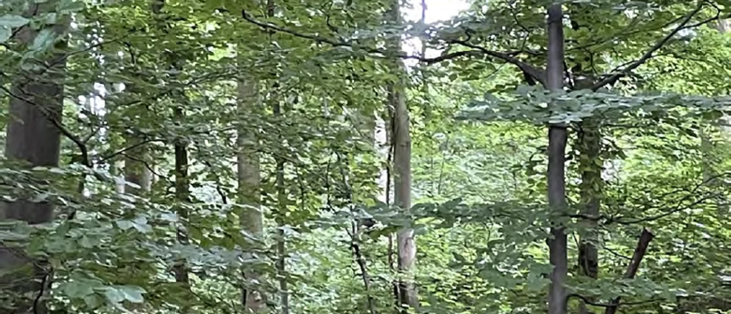 VHS Waldzeit.png Wald