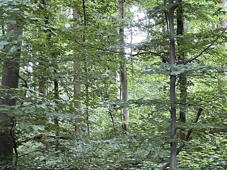 VHS Waldzeit.png Wald