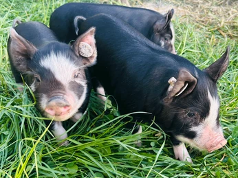 Schweinchenglück Ferkel