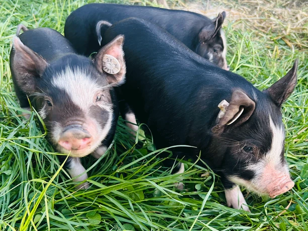 Schweinchenglück Ferkel