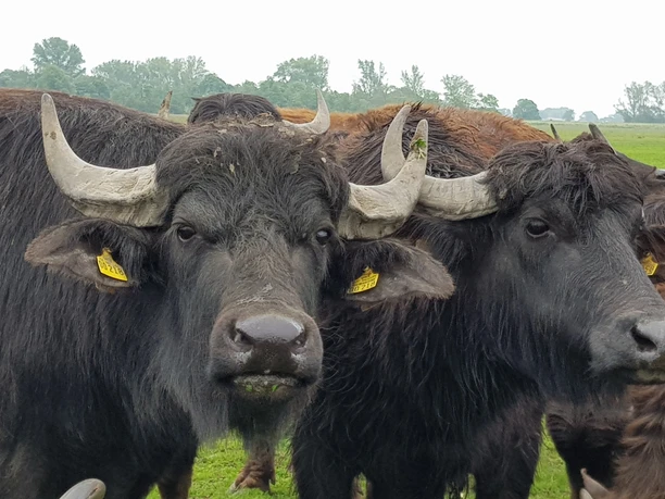 Wasserbüffel 20200612_111743 (c) Dörte Behrmann_Erlebnis Bremerhaven.jpg Wasserbüffelherde auf grüner Weide im Naturschutzgebiet Luneplate bei Bremerhaven.