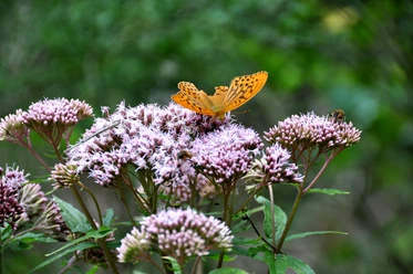 Schmetterling
