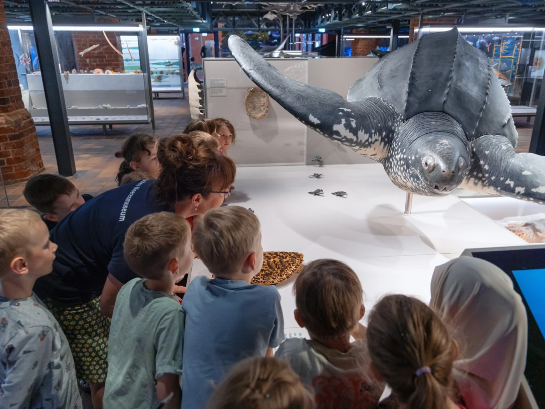 Meeresschildkröten werden in den Winterferien im MEERESMUSEUM bei einer Familienführung näher beleuchtet (Foto: Anke Neumeister/Deutsches Meeresmuseum)