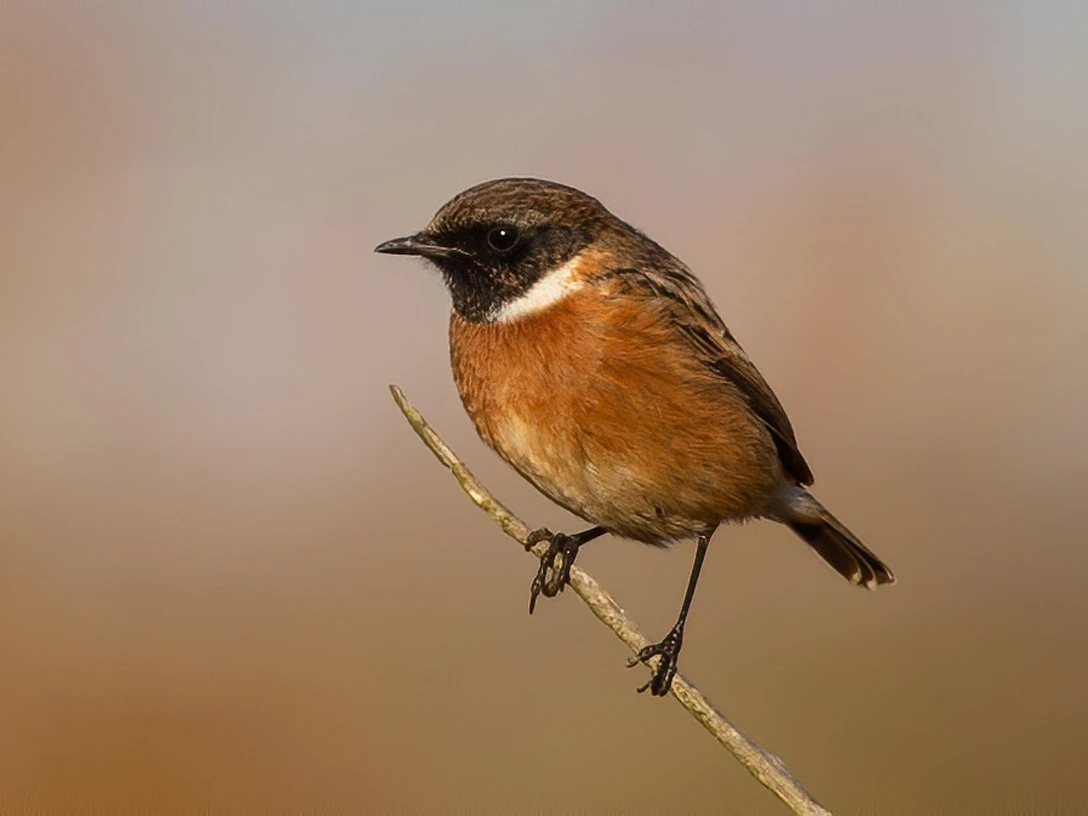 Schwarzkehlchen Schwarzkehlchen