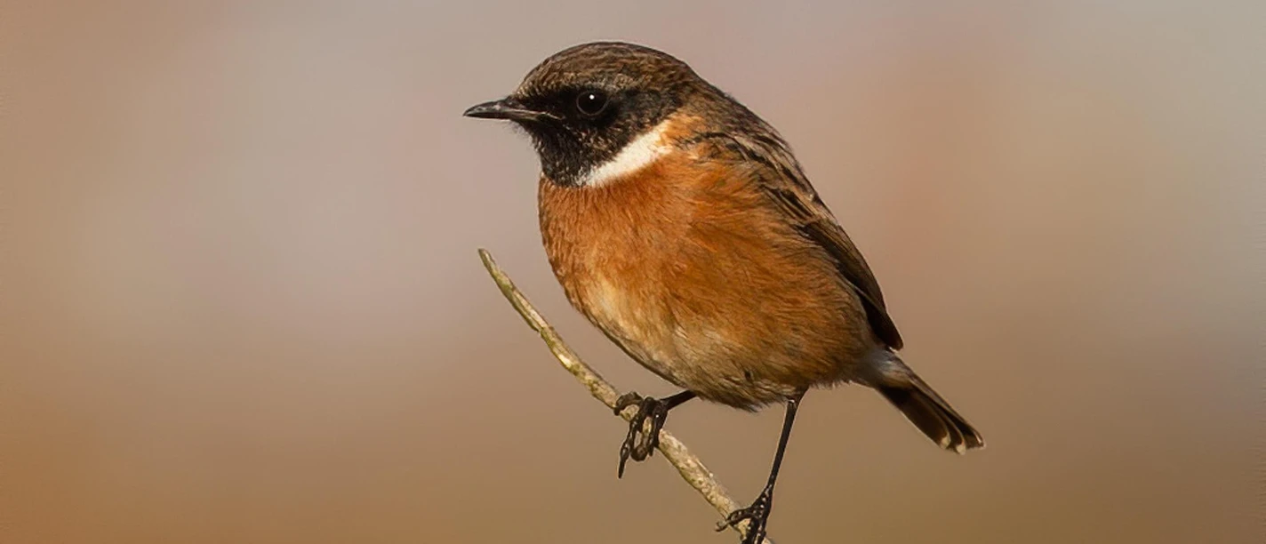 Schwarzkehlchen Schwarzkehlchen