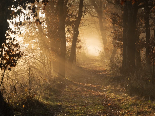 Landschaftsschutzgebiet Surheide-Süd Ahnthammsmoor Q7192 (c) Helmut Gross_Erlebnis Bremerhaven.jpg Sonnenlicht fällt durch herbstliche Bäume auf einen nebelverhangenen Waldpfad im Ahnthammsmoor Bremerhaven.