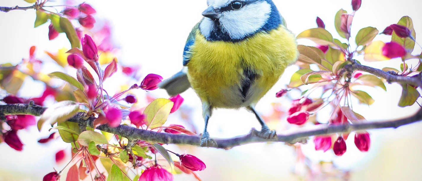 Vogel | Beispielbild Vogel | Beispielbild