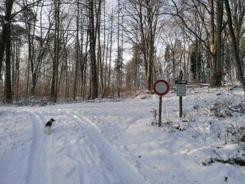 Hube im Schnee Verschneiter Waldweg mit Hund, Reifenspuren im Schnee und Verkehrsschildern am Waldrand.