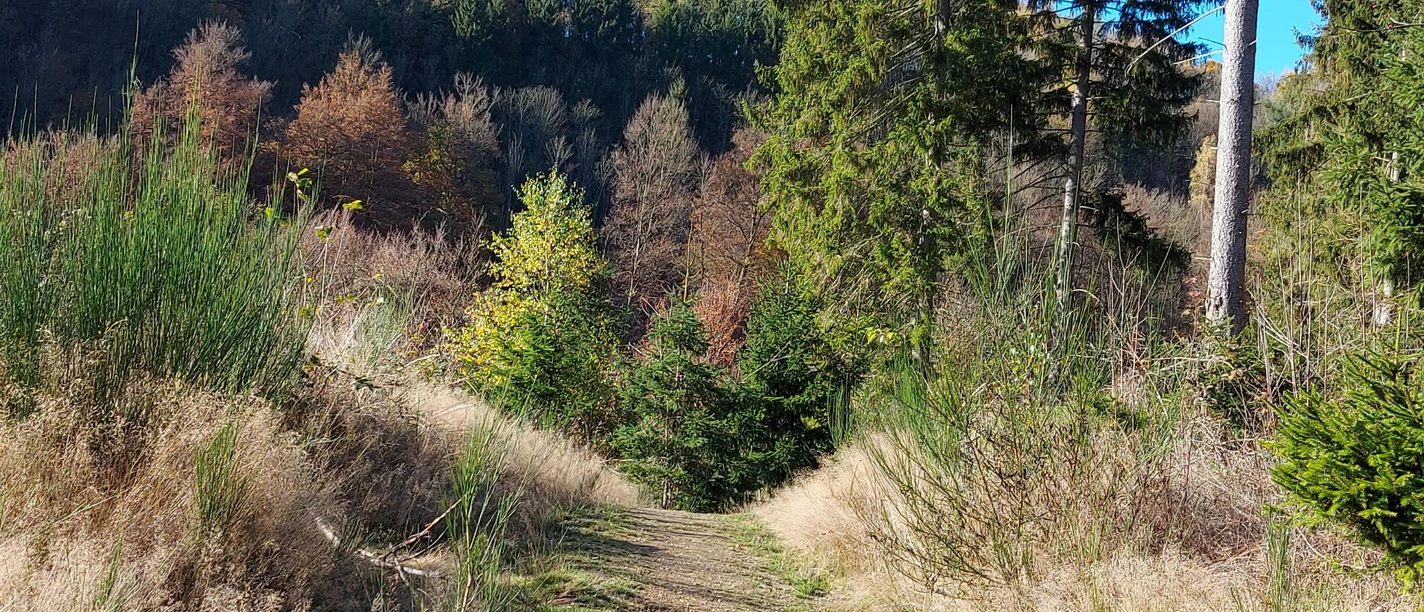 Pfad Wald Eicherscheid Oktober (co) Theißen-Braun