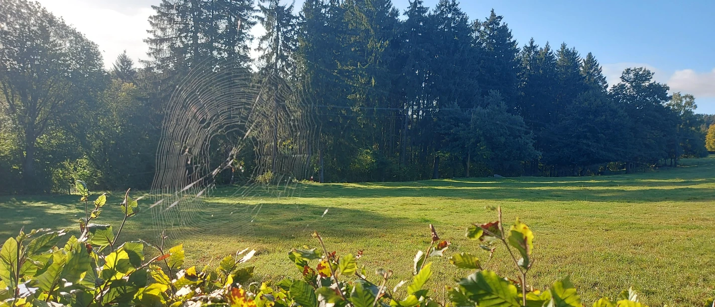 Spinnweben Altweibersommer Lammersdorf September (