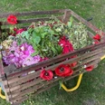 Schubkarre mit Blumen 2025.jpg