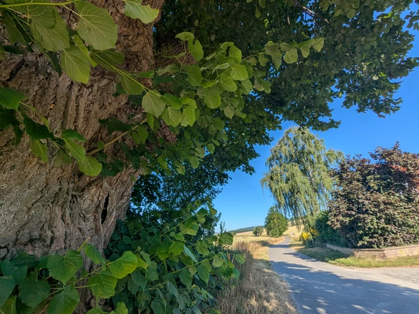 Oude linde aan de kant van de weg met uitzicht op een kronkelende landweg en groene velden in het zonlicht.