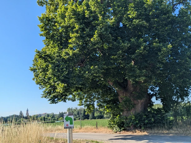 Grote oude linde aan de rand van het pad met VitalWeg wegwijzer, velden en blauwe lucht op de achtergrond.