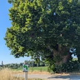 Alte Linde_VitalWeg 1,2,3 Große alte Linde am Wegesrand mit Wegweiser des VitalWegs, im Hintergrund Felder und blauer Himmel.