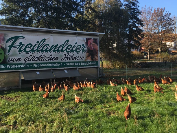 glückliche Hühner vor dem Hühnermobil