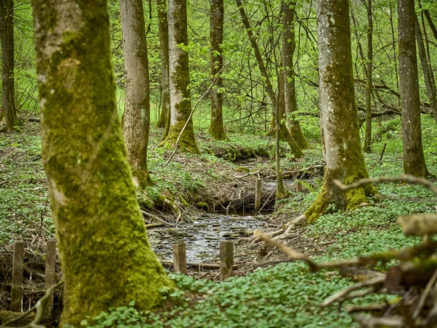 Latènezeitlicher Verhüttungsplatz Gerhardseifen Latènezeitlicher Verhüttungsplatz Gerhardseifen