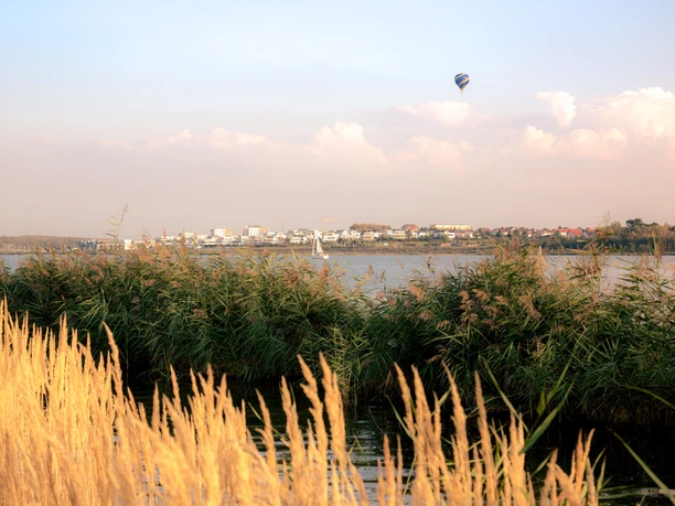 Zwenkauer See - Leipziger Neuseenland Ufer des Zwenkauer Sees im Sommer, mit dichtem Schilf, das ins Wasser ragt, und Blick über das ruhige Wasser auf die gegenüberliegende Uferlinie.