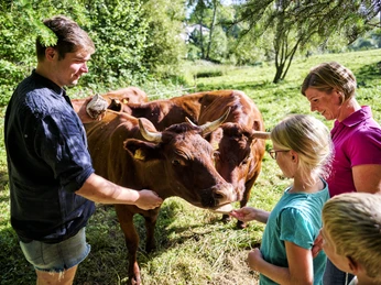 Zum Louis - Rinderherde.jpg