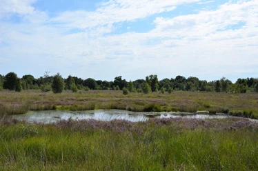 nsg-esprehmer-moor-torfstich_JEV.JPG