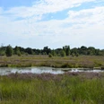nsg-esprehmer-moor-torfstich_JEV.JPG