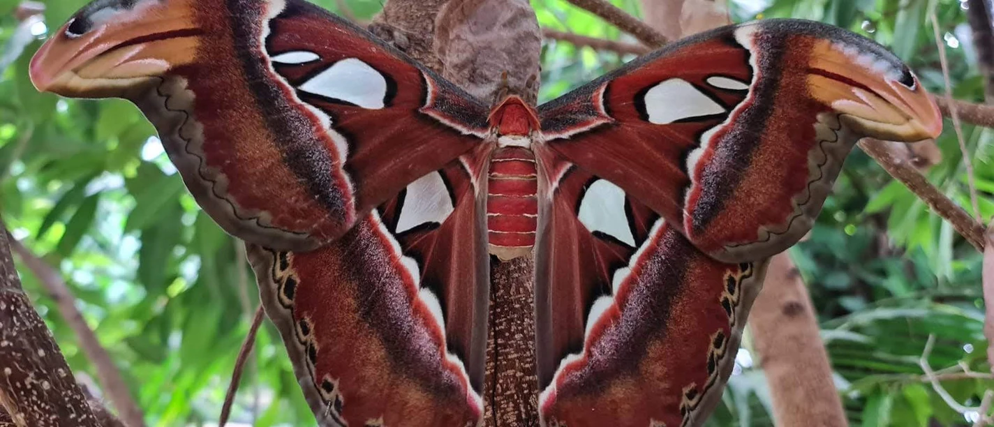 Atlas Seidenspinner (002).jpg