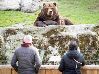 2025_04_10_WP_Kamtschatka_Bär_001.jpg Ein Kamtschatkabär lehnt an einem Felsen und blickt zwei Besucher im Wildpark Lüneburger Heide an.