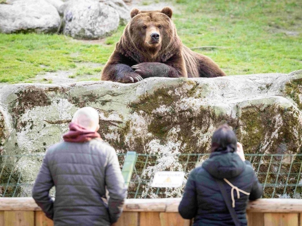 2025_04_10_WP_Kamtschatka_Bär_001.jpg Ein Kamtschatkabär lehnt an einem Felsen und blickt zwei Besucher im Wildpark Lüneburger Heide an.