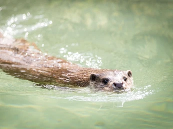 2025_07_06_WP_Otter-021.jpg Ein Otter schwimmt durch klares Wasser, umgeben von sanften Lichtreflexen auf der Oberfläche.