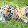 2021_03_02_Wildpark_Tiger_1.jpg Zwei Tiger liegen entspannt im grünen Gras des Wildparks Lüneburger Heide.