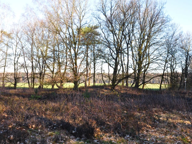 Grabhügelfeld auf dem Windberg, Werpeloh ©Emsland Tourismus GmbH (2).jpg