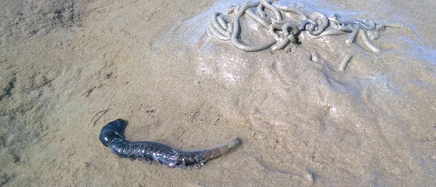 wattwurm-wattwanderung-1280x720