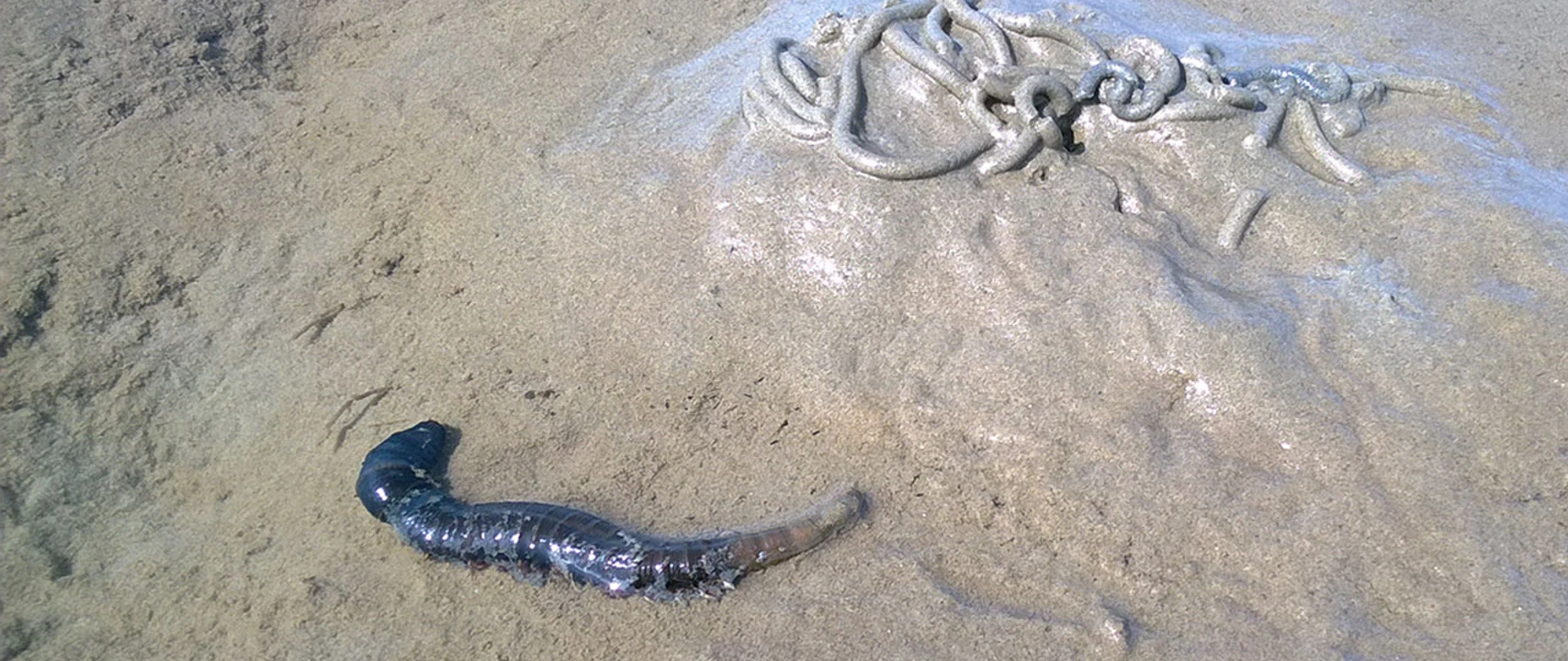 wattwurm-wattwanderung-1280x720