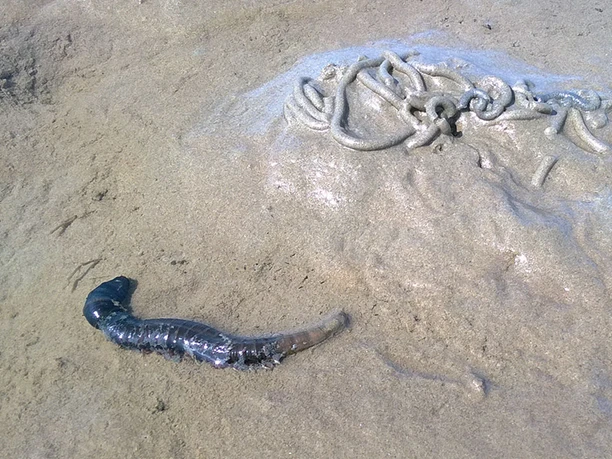 wattwurm-wattwanderung-1280x720