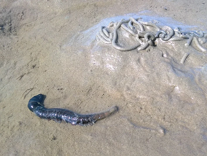 wattwurm-wattwanderung-1280x720