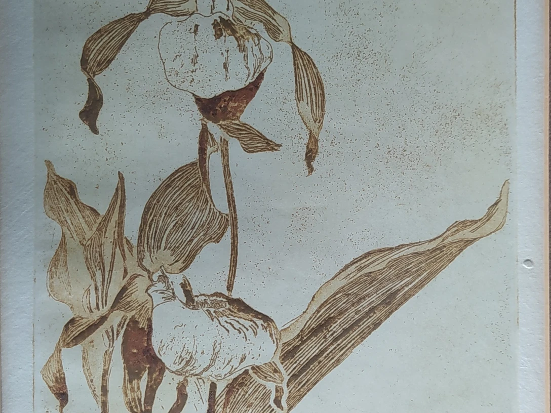 Arthur Illies - Lilie