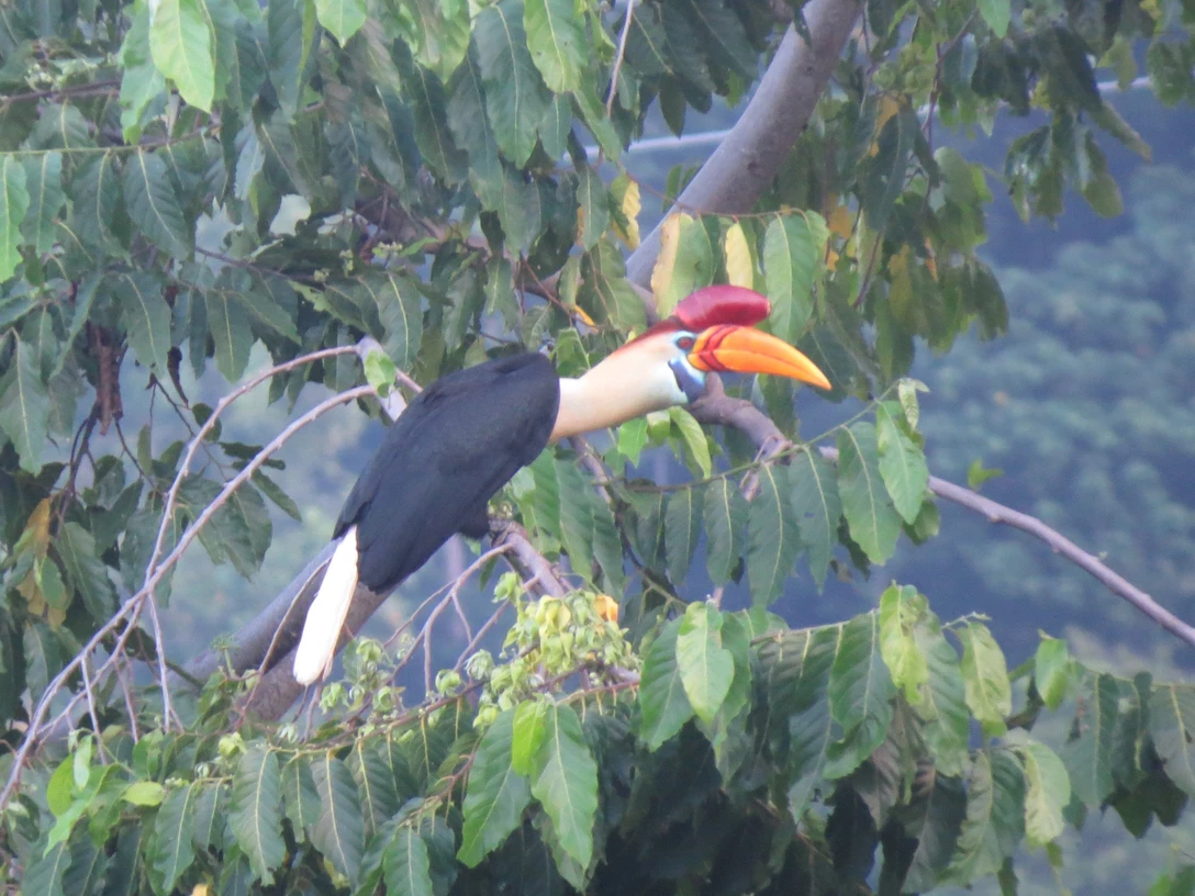 Vortrag Indonesien Helmhornvogel.JPG