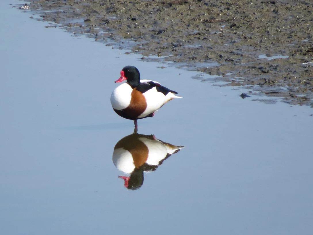 Duvensee Brandgans.JPG