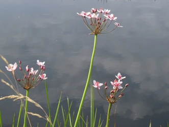 Schwanenblume Butomus umbellatus 1.JPG