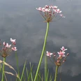Schwanenblume Butomus umbellatus 1.JPG