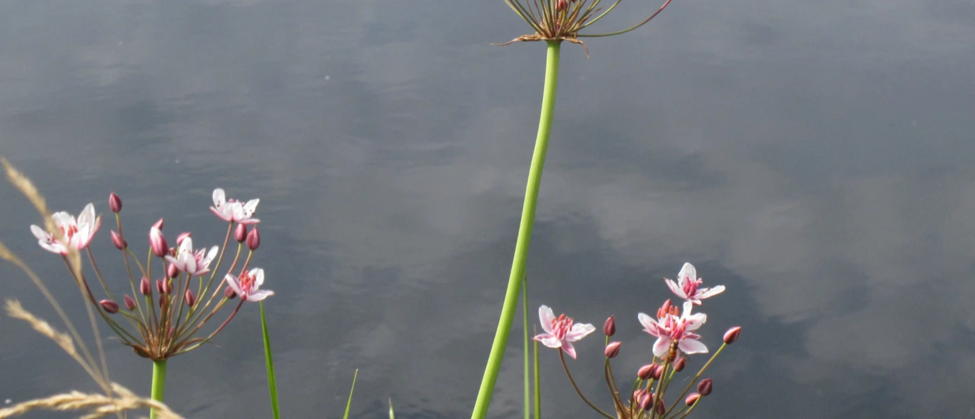 Schwanenblume Butomus umbellatus 1.JPG